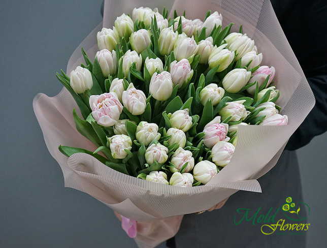 Dutch Peony-Style Tulips, white-pink color photo